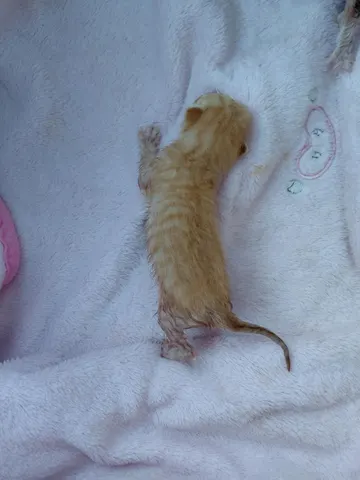 한국 고양이 · 00764, 가족을 기다리는 고양이
