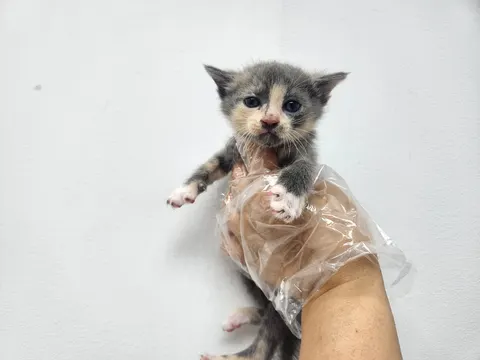 한국 고양이 · 00536, 가족을 기다리는 고양이