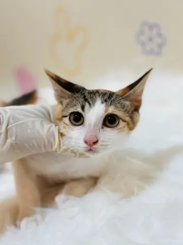 믹스묘 · 00195, 가족을 기다리는 고양이