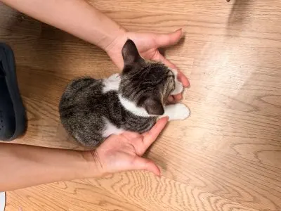 믹스묘 · 00234, 가족을 기다리는 고양이
