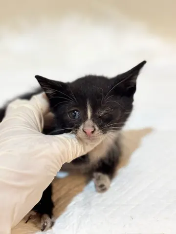 믹스묘 · 00192, 가족을 기다리는 고양이