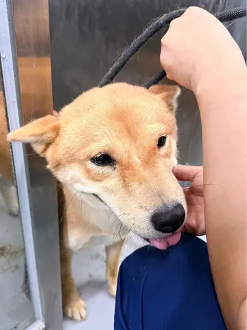믹스견 · 00593, 가족을 기다리는 강아지