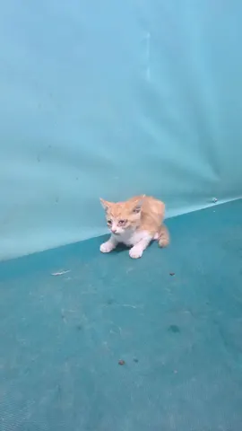 한국 고양이 · 00378, 가족을 기다리는 고양이