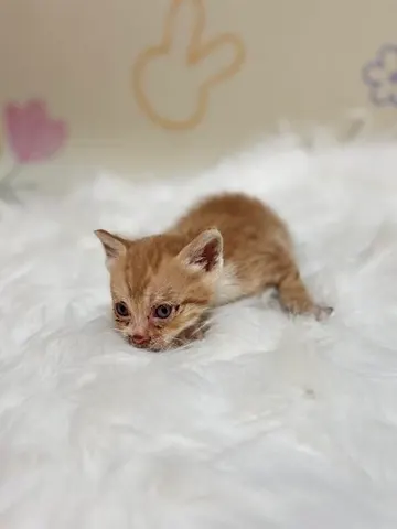 믹스묘 · 00187, 가족을 기다리는 고양이