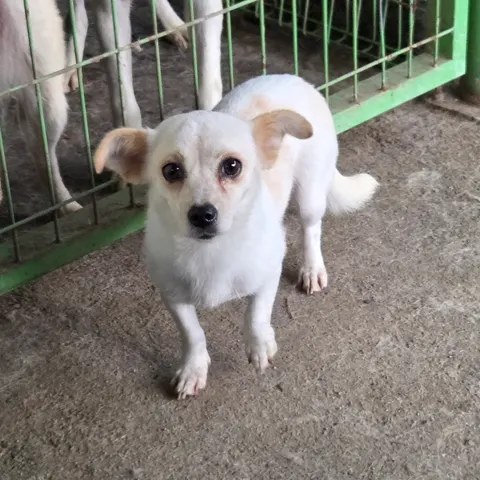 믹스견 · 00158, 가족을 기다리는 강아지
