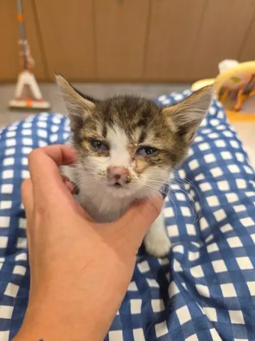 믹스묘 · 00235, 가족을 기다리는 고양이