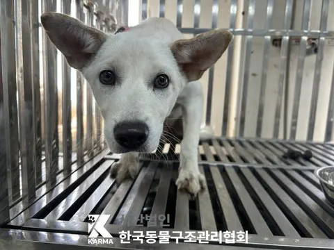 믹스견 · 00114, 가족을 기다리는 강아지