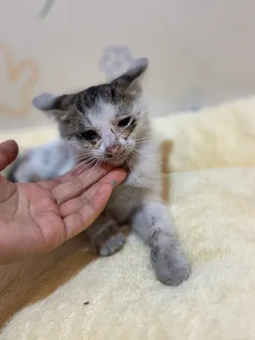 믹스묘 · 00231, 가족을 기다리는 고양이