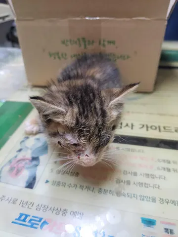 믹스묘 · 00446, 가족을 기다리는 고양이