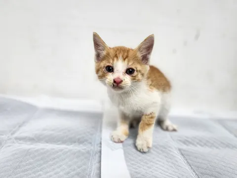 한국 고양이 · 00600, 가족을 기다리는 고양이