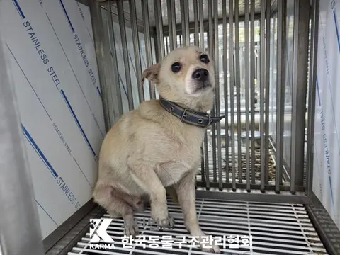 믹스견 · 00674, 가족을 기다리는 강아지