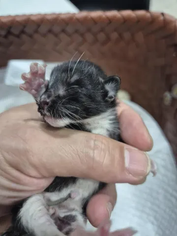 한국 고양이 · 00158, 가족을 기다리는 고양이