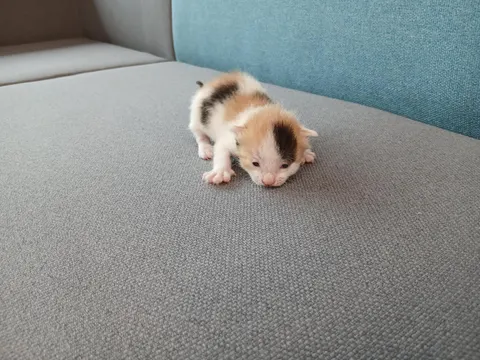 한국 고양이 · 00350, 가족을 기다리는 고양이