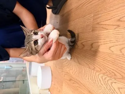 믹스묘 · 00233, 가족을 기다리는 고양이