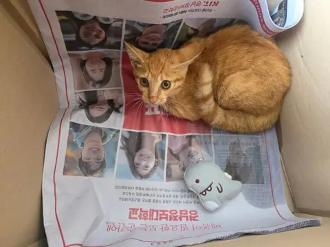 한국 고양이 · 00381, 가족을 기다리는 고양이