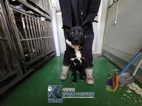 믹스견 · 00148, 가족을 기다리는 강아지