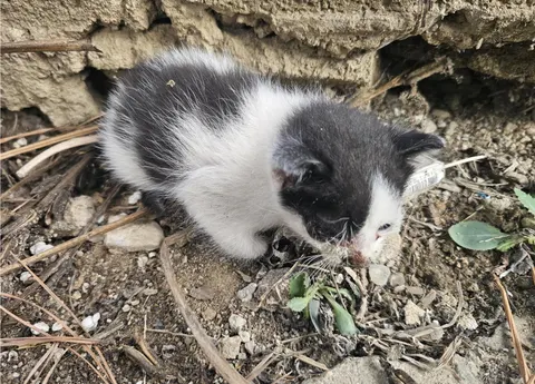 한국 고양이 · 00393, 가족을 기다리는 고양이