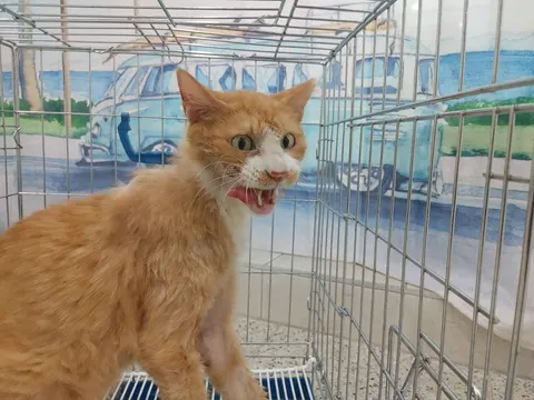 한국 고양이 · 00495, 가족을 기다리는 고양이