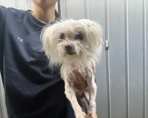 말티즈 · 00660, 가족을 기다리는 강아지