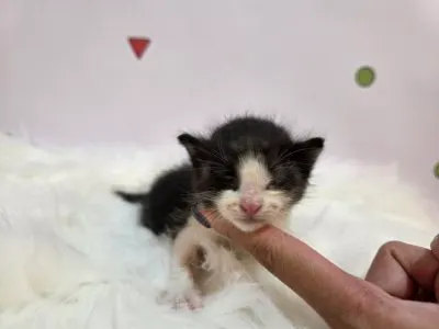믹스묘 · 00211, 가족을 기다리는 고양이