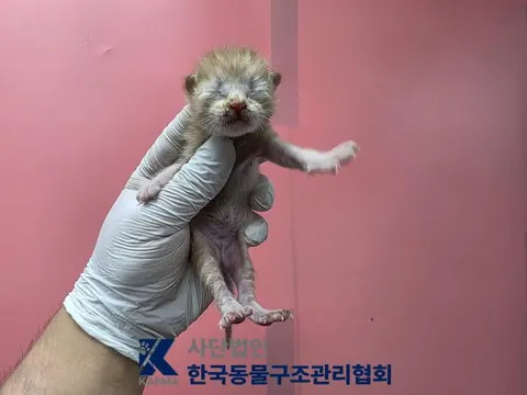 한국 고양이 · 00691, 가족을 기다리는 고양이