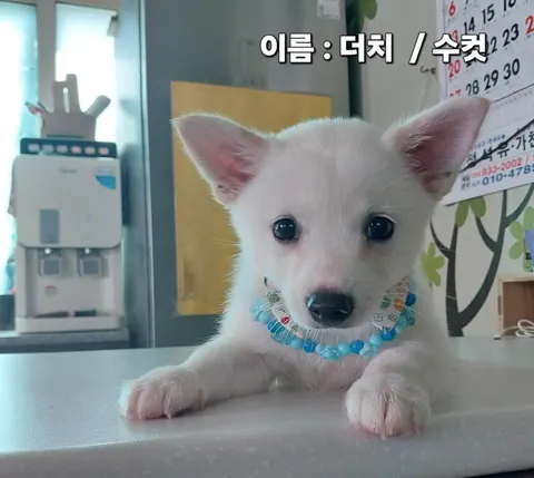 기타 · 00285, 가족을 기다리는 강아지