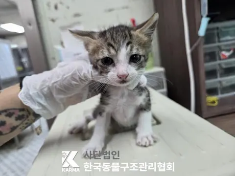 한국 고양이 · 00605, 가족을 기다리는 고양이