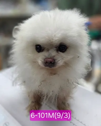 포메라니안 · 00100, 가족을 기다리는 강아지
