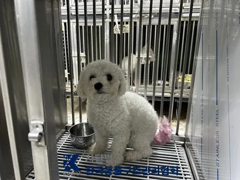 비숑 프리제 · 00104, 가족을 기다리는 강아지