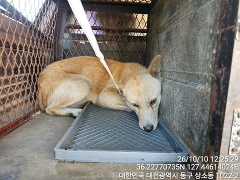 믹스견 · 00181, 가족을 기다리는 강아지