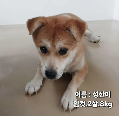 기타 · 00288, 가족을 기다리는 강아지