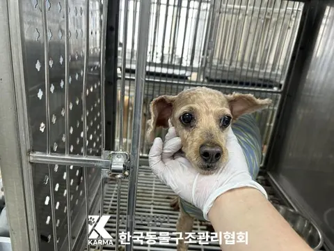 푸들 · 00619, 가족을 기다리는 강아지