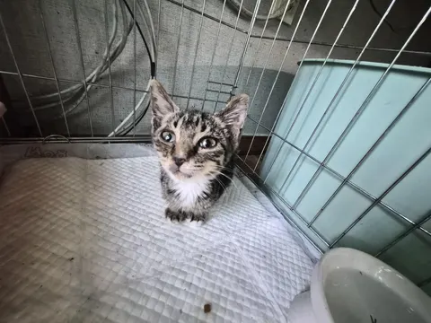 한국 고양이 · 00437, 가족을 기다리는 고양이