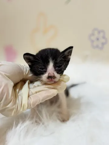 믹스묘 · 00185, 가족을 기다리는 고양이