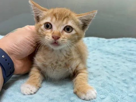 한국 고양이 · 00040, 가족을 기다리는 고양이