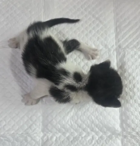 한국 고양이 · 00426, 가족을 기다리는 고양이