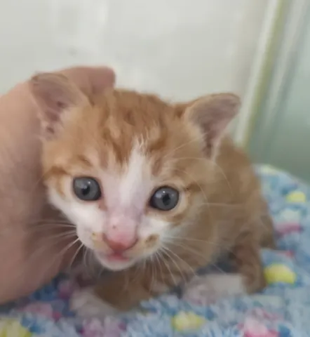 한국 고양이 · 00300, 가족을 기다리는 고양이