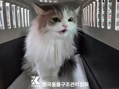 레그돌 · 00161, 가족을 기다리는 고양이