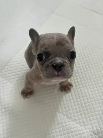 프렌치 불독 · 00393, 가족을 기다리는 강아지