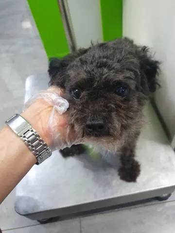 미니어쳐 슈나우저 · 00443, 가족을 기다리는 강아지