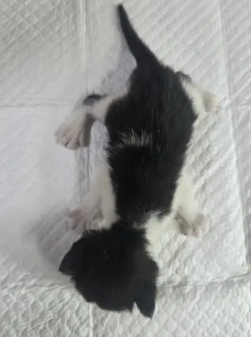 한국 고양이 · 00424, 가족을 기다리는 고양이