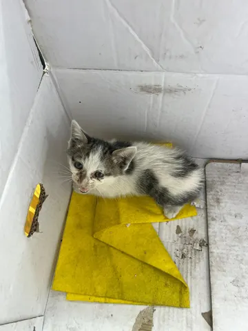 한국 고양이 · 00215, 가족을 기다리는 고양이