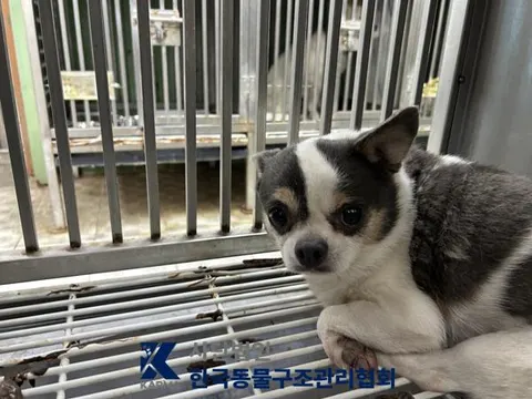 치와와 · 00111, 가족을 기다리는 강아지