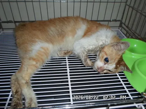 한국 고양이 · 00171, 가족을 기다리는 고양이