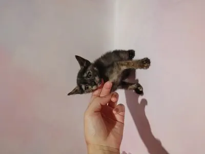 믹스묘 · 00176, 가족을 기다리는 고양이