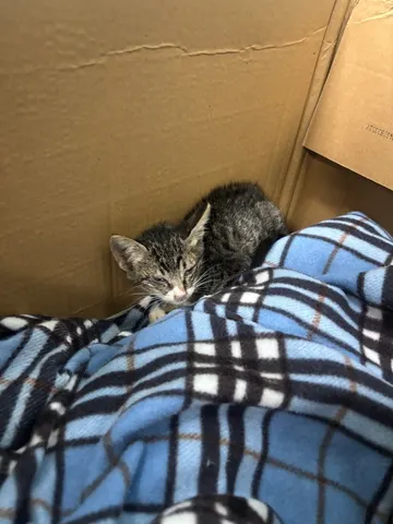 한국 고양이 · 01212, 가족을 기다리는 고양이