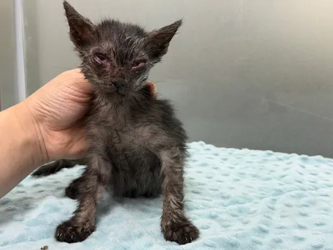 한국 고양이 · 00039, 가족을 기다리는 고양이