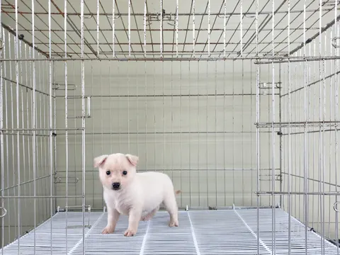 믹스견 · 00405, 가족을 기다리는 강아지