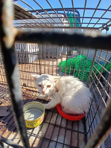 믹스묘 · 00680, 가족을 기다리는 고양이