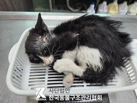 한국 고양이 · 00118, 가족을 기다리는 고양이